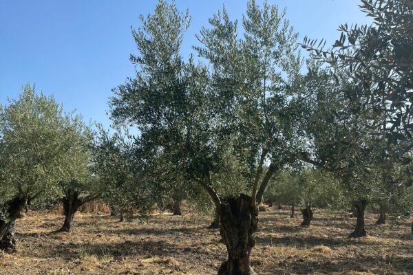AMPLIA CASA CON JARDÍN